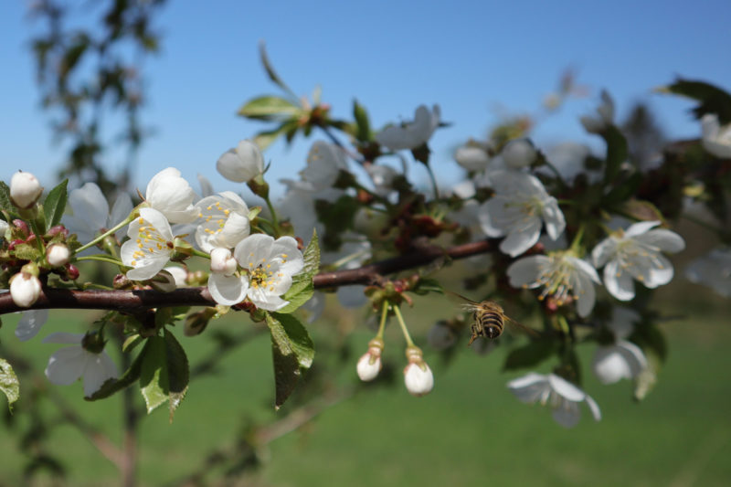 A bee is looking for some nectar on a wild white cherry flower tree.