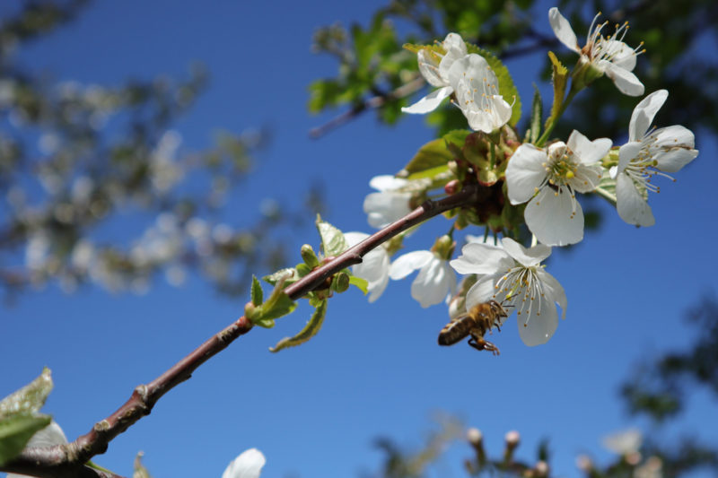 A bee is about to land on a wild white cherry flower.