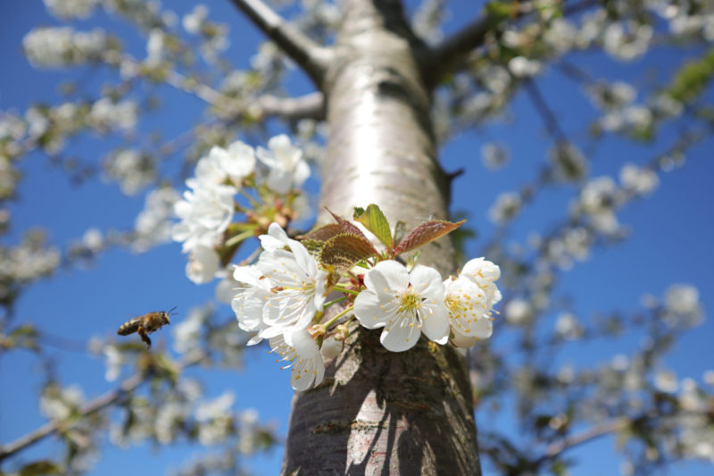 A bee is about to land on the trunk of a wild white cherry flower.